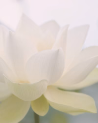 Lotus blanc en gros plan - Delphine Tellier, sophrologue et hypnothérapeute - Luxembourg