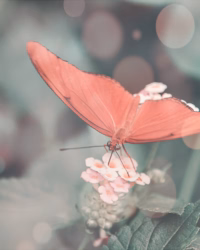 Image d'arrière-plan représentant un papillon couleur corail, qui butine des petites fleurs - Delphine Tellier, sophrologue et hypnothérapeute - Luxembourg